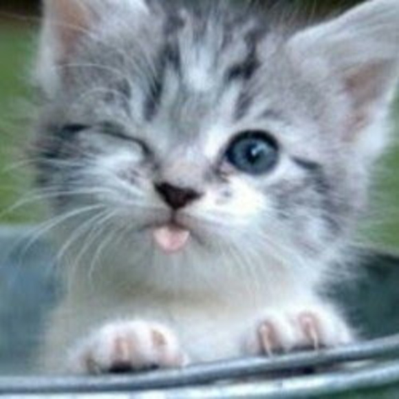 kitkatscroggins